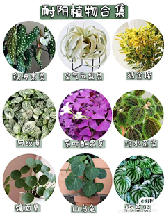 植物世界的文化与魅力:一场绿色之旅