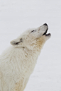 Arctic Wolf Photograph - Arctic Wolf Howling by Paul Sawer/FLPA