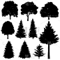 杉树,森林,落叶树,环境,野生动物,植物群,公园,云杉,植物,剪影