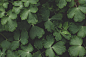 Green Leafed Plants
