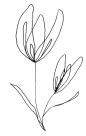 手绘抽象几何花卉单线条手工抽象装饰形状时尚PNG图案PS素材
