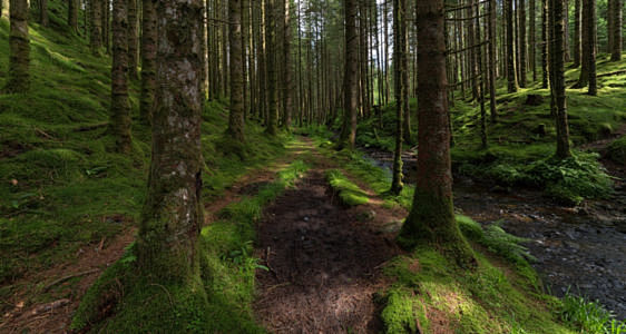 Pine Forest Trail by...