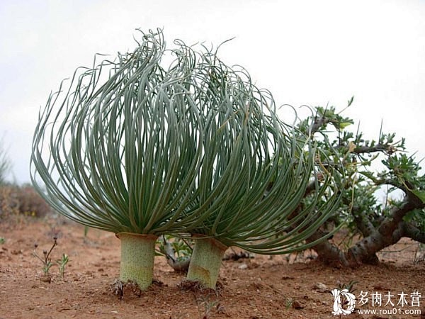 香果石蒜属：世界上最神奇的球根植物，需要...