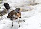 fieldfare (Turdus pilaris) by Jens V. V. on 500px