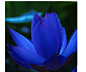 #花# 蓝莲花
学名：埃及蓝睡莲：在唐朝时传入中国，喜高温、潮湿和阳光充足的环境，白天开放。是泰国、埃及、孟加拉的国花；泰国是佛教国家，而莲又与佛有着千丝万缕的联系，无论是如来佛所坐，或观世音站立的地方，都有千层的莲花，它象征着圣洁，庄严与... - 你我觅 - niwomi.com