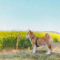 倦暮采集到狗狗♡