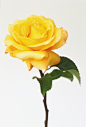 植物学,影棚拍摄,植物,黄色,花_74423409_Yellow flower of Rosa 'Dutch Gold'_创意图片_Getty Images China