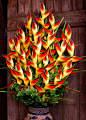 Heliconia: 