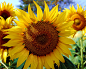 The-midsummer-golden-sunflower_1280x1024.jpg (1280×1024)