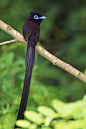 Japanese Paradise Flycatchers