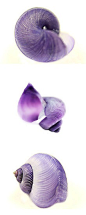 "Violet shells" #ReitmansJeans