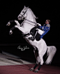 WF Lipizzaners - 24 by ElaineSeleneStock