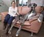 英国巨型大丹犬站高2.24米：或成世界最高狗