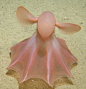 Cirrate octopod - or Dumbo Octopus - | Under The Sea O○º