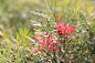 Grevillea, 花, 绿色和红色, 澳大利亚, 花蜜, 品种, 植物, 生物学, 被子植物, 柔软的模糊