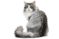 猫png