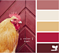 color fowl