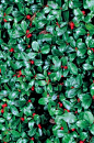 Wintergreen makes a lovely, low ground cover for a shady garden of native plants. Learn more.