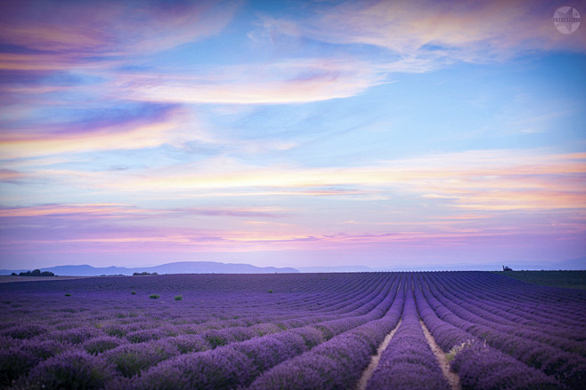 Endless Purple & Blu...