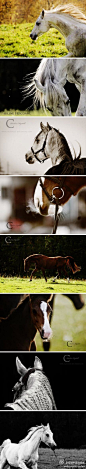 来自 Colourize的一组关于 马的摄影作品。这种善良的，敏感的，美丽的动物在摄影师的镜头下展现出自然灵性的美。http://t.cn/zjDf7DM
