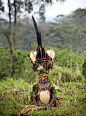 巴布亚新几内亚高地的土著这个土著人戴着高而沉重的帽子，不知道需要多少羽毛才能打造这样一个无与伦比的帽子。