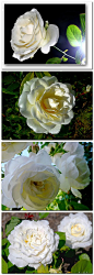  植物/花卉 玫瑰 白玫瑰--<-<-<@