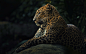 一般 3000x1875 动物 野生动物 自然 豹 哺乳动物 大型猫科动物