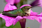 Just how light is a hummingbird? Light enough to sleep in a petunia!