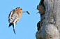 Common Hoopoe