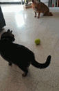 搞笑gif：当猫遇到网球时……这猫是不是坏掉了？_【快资讯】