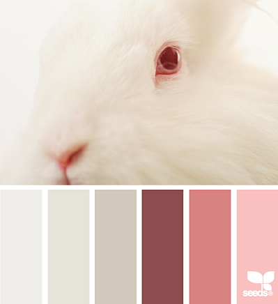 bunny tones