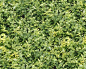 Textures   -   NATURE ELEMENTS   -   VEGETATION   -  Hedges - Green hedge texture seamless 13076