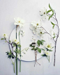 white blooms | Flowers