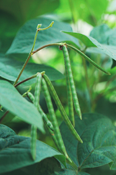 碧塔海采集到菜根谭