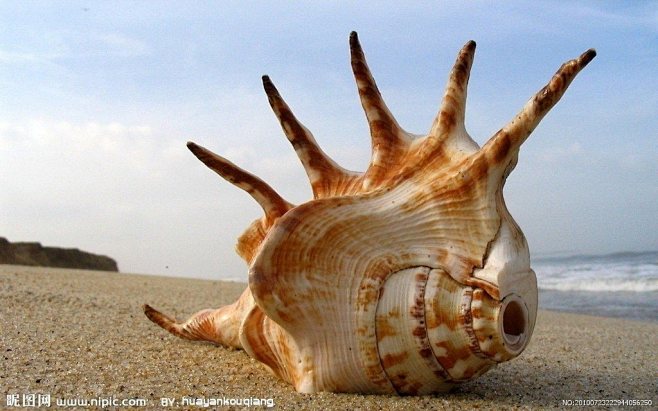 美丽的海螺彩贝