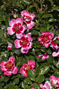 Sweet Spot® Decorator Rose ‘Ruby’ (by tesselaarusa)