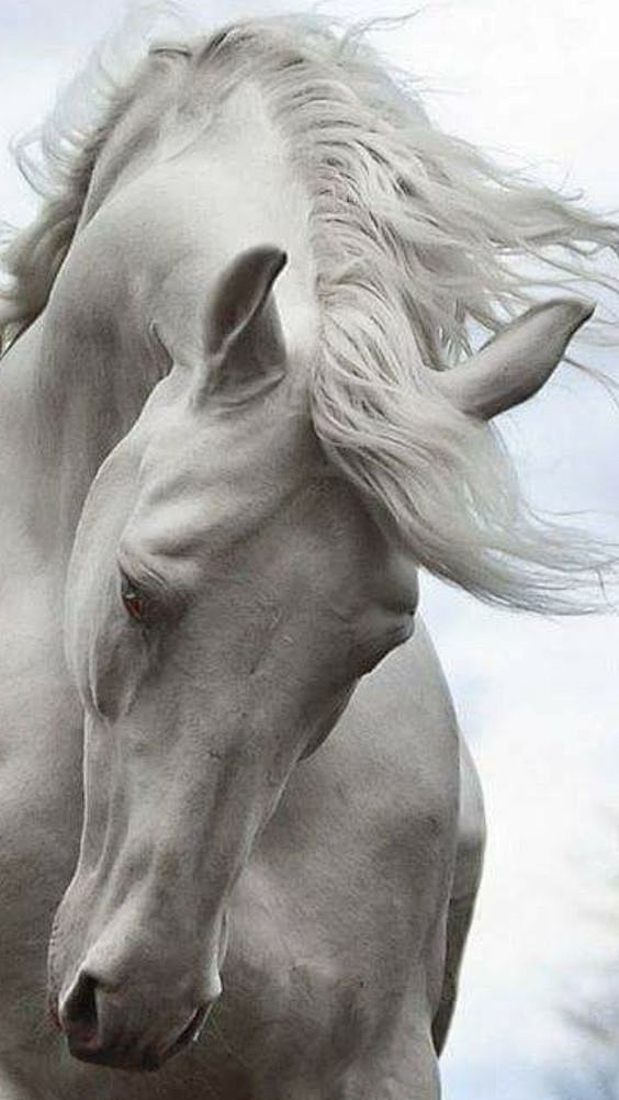 Equine Photography -...