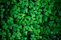 General 2560x1707 clovers plants nature macro green clovers