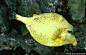 平滑硬鳞鱼。平滑硬鳞鱼通常呈现黑白相间的颜色，但是美国鱼类生物学家克里斯蒂·帕腾基尔-塞门斯（Christy Pattengill-Semmens）发现了这种不同寻常颜色的变种鱼，它被称为黄金期平滑硬鳞鱼。实际上，它并非全新物种。