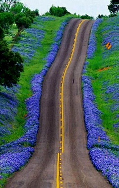 芈籴采集到景与路