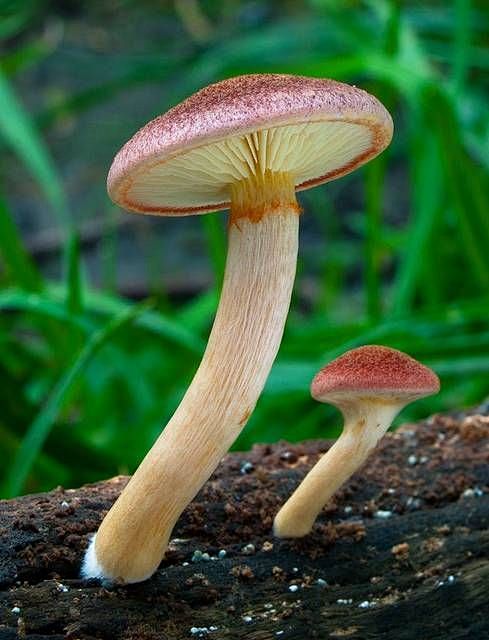 Gymnopilus P. Karst ...