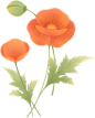 绿色红色植物鲜花插画二十四节气手绘叶子花卉彩色图片