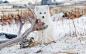 北极圈白色精灵：北极狐置身雪地几乎隐形_高清图集_新浪网