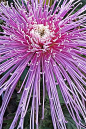 Spider Chrysanthemum