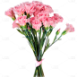 母亲节通用实景康乃馨花朵元素素材