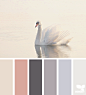 swan tones