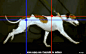动物运动规律 参考GIF - Game Animations - CGJOY