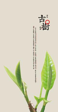 芒果nana采集到茶包装