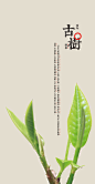 雨林古茶坊 宣传画册 古树普洱茶 新道设计 普洱茶包装设计 (5)