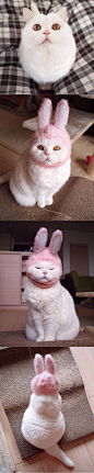 推主urabanashi813翻到一顶小时候自己带的兔子帽，试着给自家的猫咪うらちゃん戴了下发现居然超契合！猫咪变身成兔纸啦……